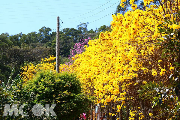 黃金雨引發高人氣  黃綠紅三種花色一次賞足