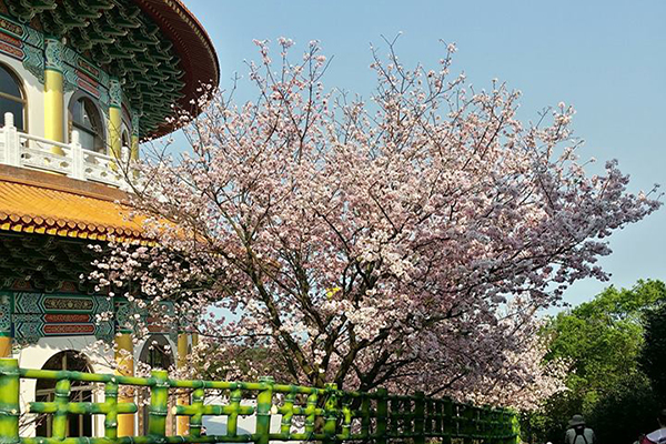 賞櫻名所淡水天元宮櫻花盛開 (圖片來源／淡水天元宮花況報導)