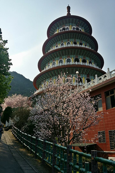 淡水天元宮原櫻王旁的櫻花樹猜測是吸收櫻王的元氣，目前是百分百開花 (圖片來源／淡水天元宮花況報導)