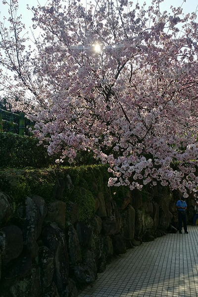 淡水天元宮櫻花盛開，顏色鮮豔亮麗 (圖片來源／淡水天元宮花況報導)