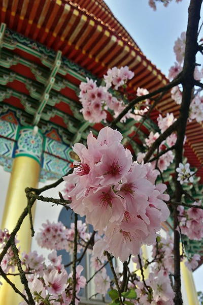 淡水天元宮的櫻花美姿 (圖片來源／淡水天元宮花況報導)