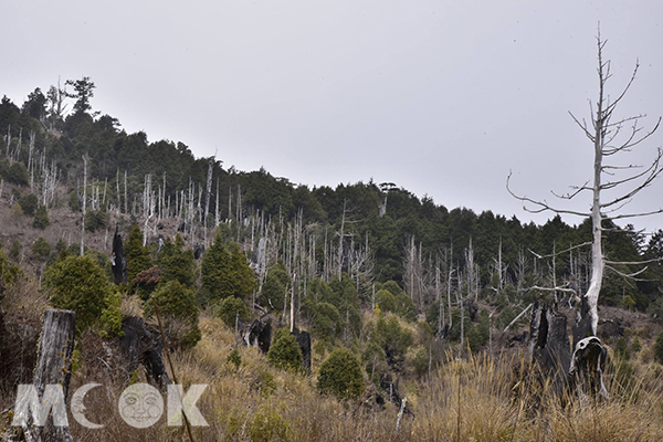 加羅湖群周圍，箭竹、檜木、鐵杉交錯的高山草原景象 (圖片提供／黃正安)