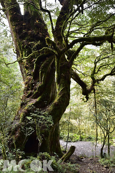 加羅湖步道一路可見濃蔭迷霧的森林巨木 (圖片提供／黃正安)