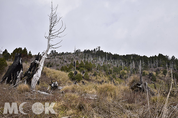 加羅湖群周圍，箭竹、檜木、鐵杉交錯的高山草原景象 (圖片提供／黃正安) (圖片提供／黃正安)