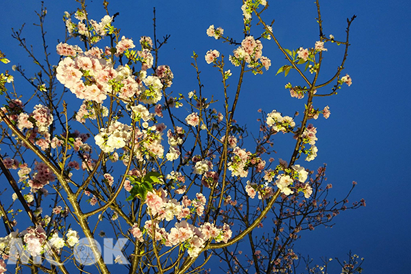 羅莊櫻花步道花期預計到4月20日 (圖片提供／宜蘭ㄚ欣的美食日誌)