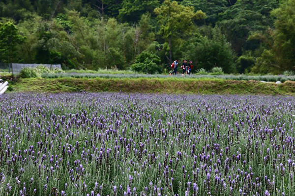 七千坪薰衣草花田  兩萬株花海免費參觀