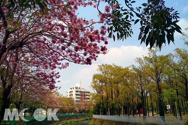 中興大學旁的興大路，每逢春季，粉紅如花球炸裂般的洋紅風鈴木，會在此時節盛開 (圖片提供／林曉婷)