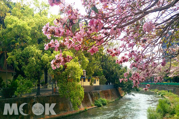 綠川岸旁的興大路此時被粉色花海覆蓋 (圖片提供／林曉婷)