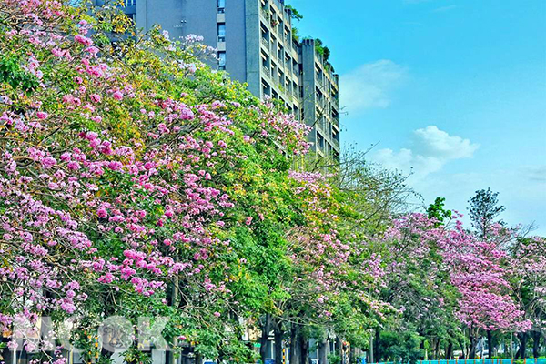 興大路粉紅花海交錯於青綠的樹林間 (圖片提供／黃風)