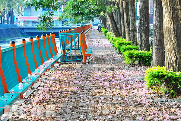 興大路粉紅風鈴木花毯步道 (圖片提供／黃風)