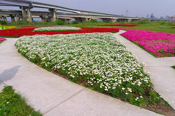 鴨鴨公園花海綻放 (圖片來源／新北市政府)