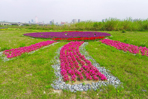 鴨鴨公園正值花期 (圖片來源／新北市政府)