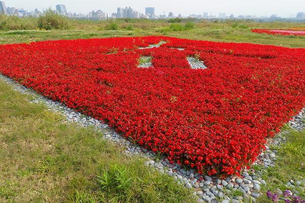 鴨鴨公園有許多顏色的花朵 (圖片來源／新北市政府)