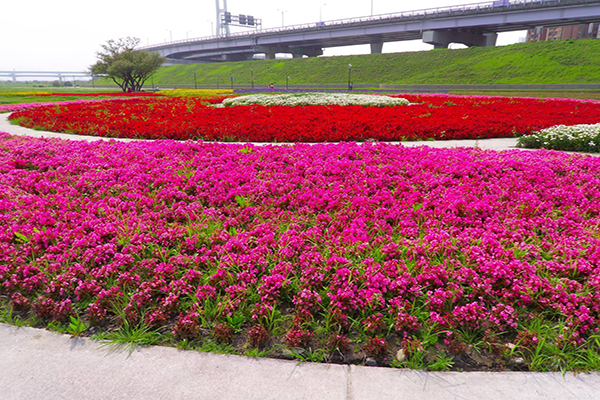 鴨鴨公園春日花朵綻放，適合假日出遊散步 (圖片來源／新北市政府)