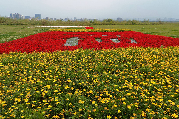 鴨鴨公園鮮豔花海 (圖片來源／新北市政府)