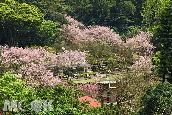 三芝三板橋私人櫻花園 (圖片提供／盧建利)