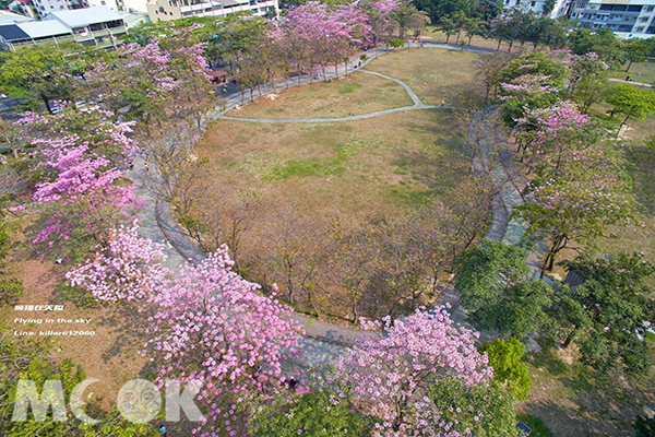 空拍洋紅風鈴木滿開  粉色系覆蓋市區公園