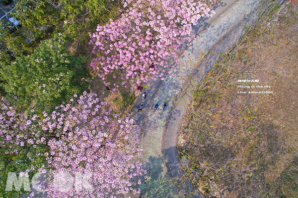 大智公園洋紅風鈴木空拍 (圖片提供／飛翔在天際)