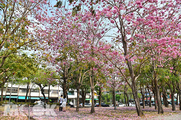 大智公園風鈴木花朵飄落，將草地鋪成粉色花毯 (圖片提供／飛翔在天際)