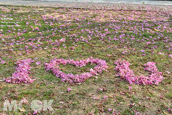 大智公園風鈴木花朵排成I LOVE U (圖片提供／飛翔在天際)