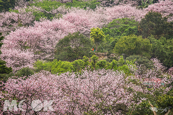 滿山盛開櫻花林  櫻木花廊私房景點