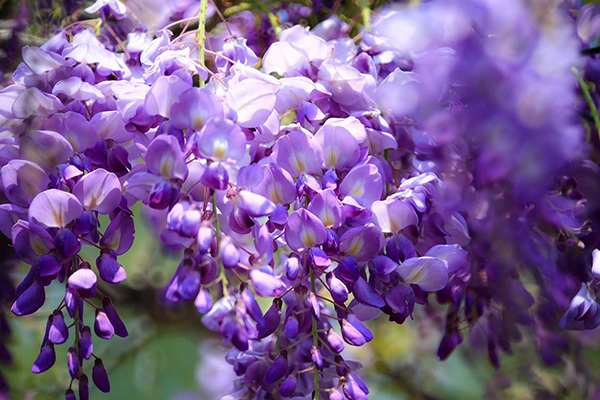 噢哈娜咖啡屋紫藤花 (圖片來源／噢哈娜咖啡屋)