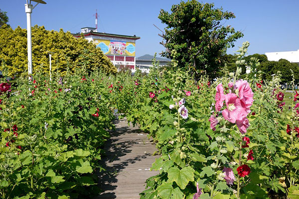 漫步蜀葵花叢，拍照好地點。(圖片來源／北市工務局)