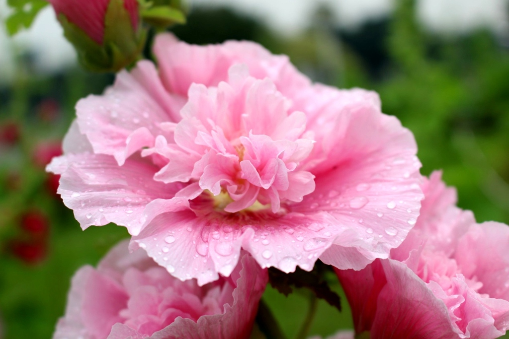 花博公園重瓣蜀葵嬌豔欲滴。(圖片來源／北市工務局)