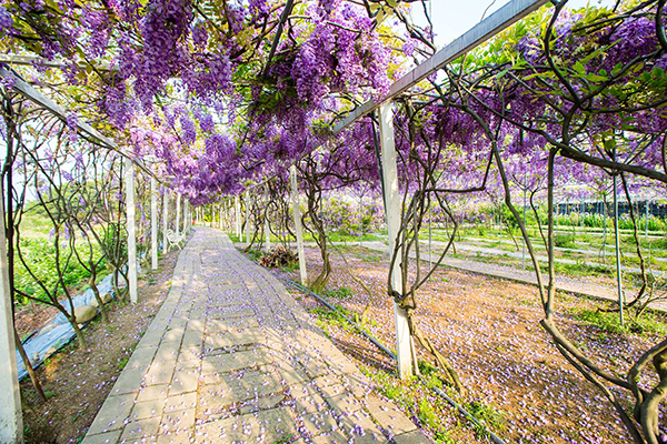 萬坪紫藤咖啡園  春日野餐好去處