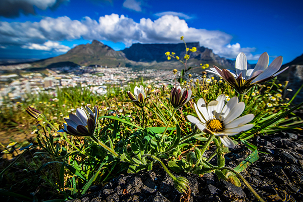 凡波斯花海 (圖片來源／Cape Town Tourism)