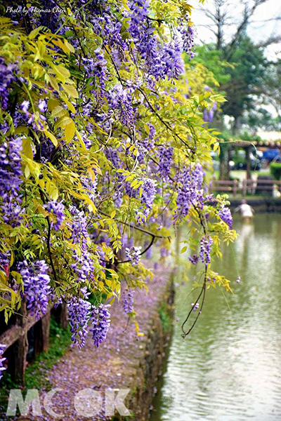 大湖紀念公園紫色花瀑布，都市中的花海小確幸，相當適合假日前來踏青走走 (圖片提供／Thomas Chen)