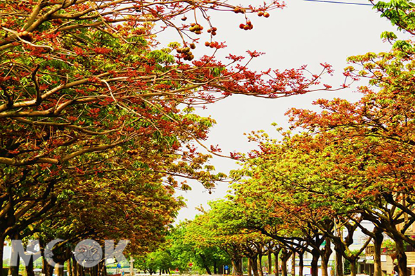 溪畔火紅花海大道  臭花盛開另類美觀