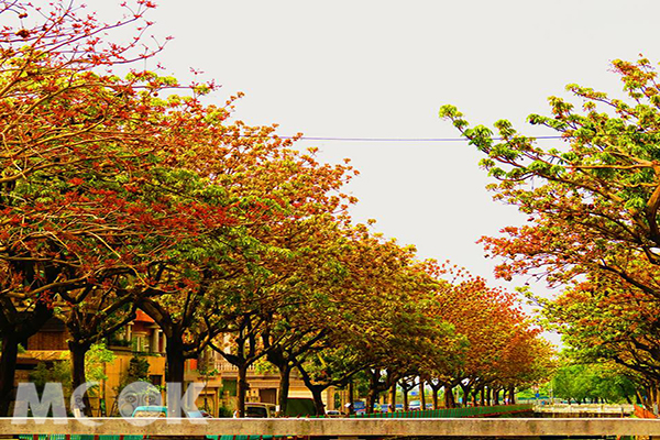 位在台中南屯區的永春東二路與三路的掌葉蘋婆樹 (圖片來源／Tracy Perng)