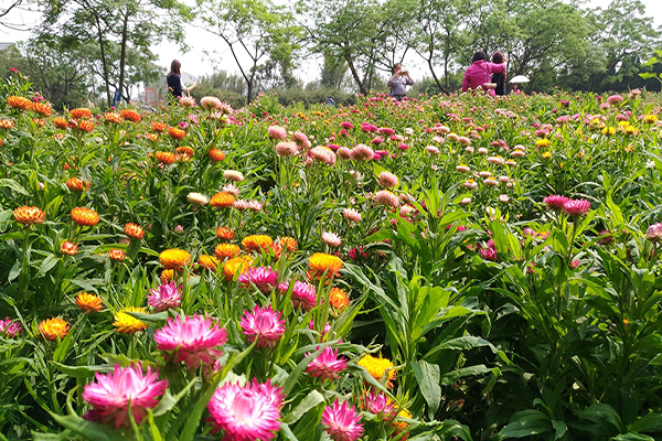 全台首座乾燥花農場  DIY體驗Ｘ四季花海