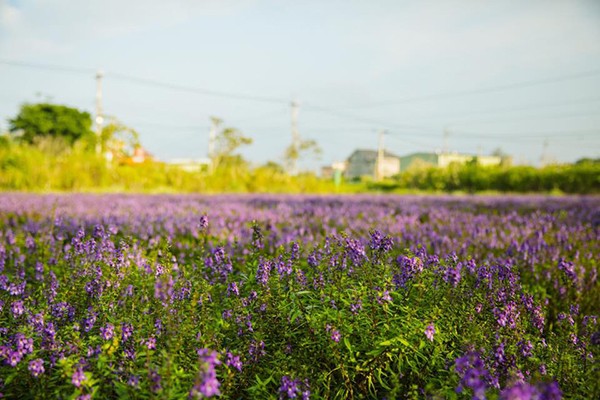 全台第一座乾燥花主題農場 – 青林農場，紫色馬鞭草花海 (圖片來源／青林農場)