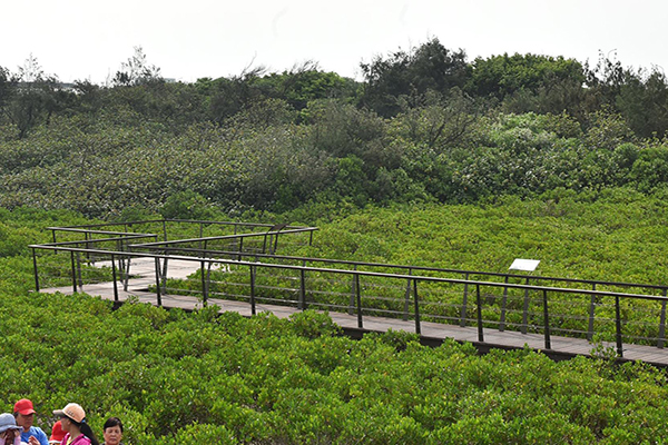 許厝港濕地是每年候鳥南遷北返的重要棲息地與中繼站 (圖片來源／桃園市政府)