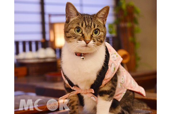 第二名「天童溫泉 松伯亭 AZUMA莊」招牌貓Mai醬。（圖片提供／樂天旅遊）