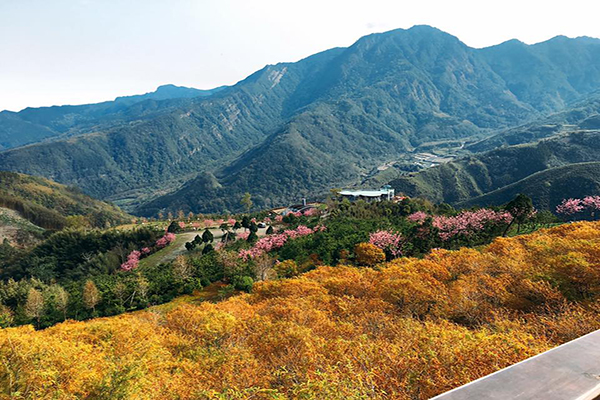 數碼天空坐落在花海山林之間 (圖片來源／[D-Sky 數碼天空] 景觀園區)