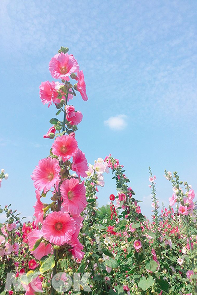 琉璃仙境蜀葵花繽紛鮮豔 (圖片提供／yapiing_)