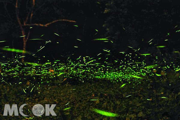 西湖渡假村忘憂谷保育區螢火蟲 (圖片提供／黃風)
