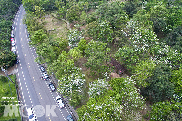 荷苞桐花公園空拍攝影 (圖片提供／飛翔在天際)