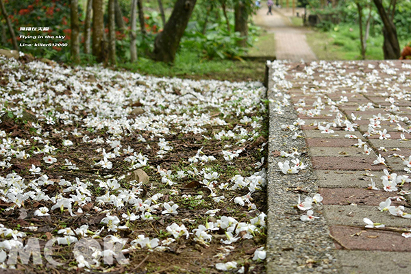 客家桐花祭於4月29日、30日在古坑鄉荷苞桐花公園、二崙崙西公園、崙背鄉公園盛大登場 (圖片提供／飛翔在天際)