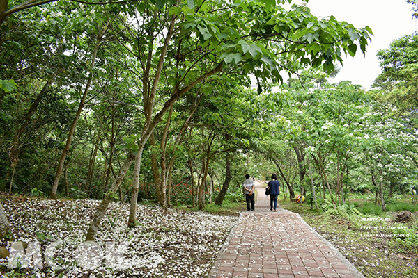 荷苞桐花公園適合遊客前來漫步賞花 (圖片提供／飛翔在天際)