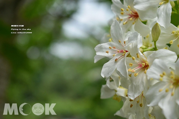 荷苞桐花公園的油桐花 (圖片提供／飛翔在天際)