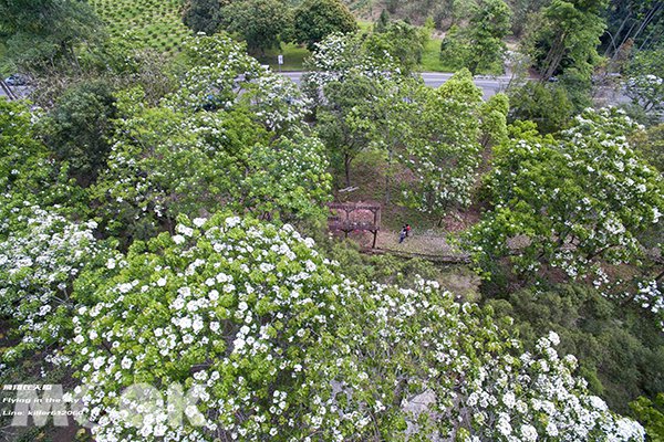 空拍雪白桐花公園  客家桐花祭槍先看