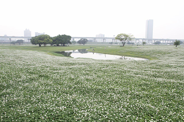 春神降臨白雪靄靄  白花三葉草花海