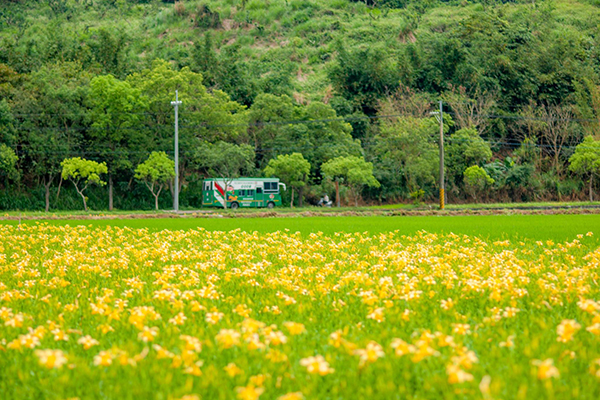 193縣道平地金針花海，行動郵局車 (圖片來源／花東縱谷國家風景區管理處)