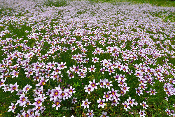 陽光燦爛才開花  時段限定庭菖蒲花海