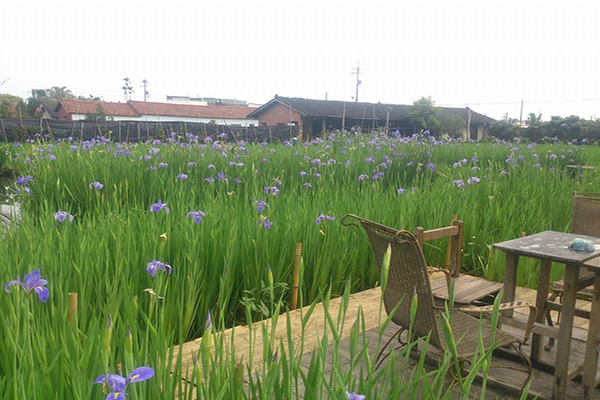 旅人小屋舒宿愜意自在 (圖片來源／旅人小屋舒宿 田尾鳶尾花田)