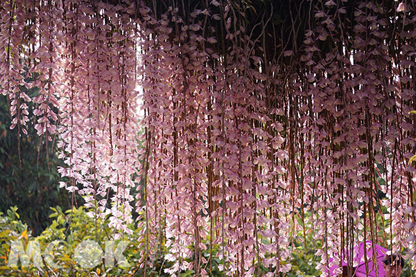 花海瀑布秘密花園  小村落引發賞花人潮